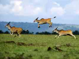 jumping contest cape eland kenya africa