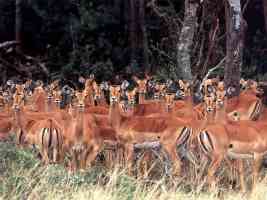 national park of masai mara