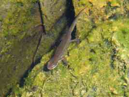 newt in the water