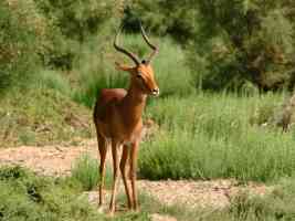 Male Impala antelope Aepyceros melampus in the south of Africa