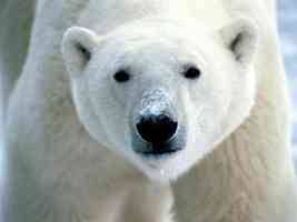 Snow on Snout Polar Bear