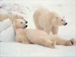 polar bears chilling out