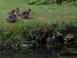 3 ducklings about to jump in