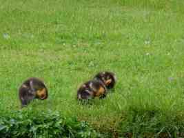 3 ducklings cleaning themselves by the rivers edge