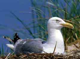 a herring gull