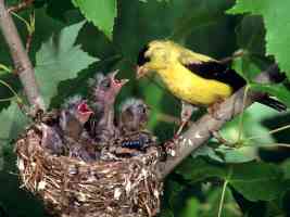 american gold finch family