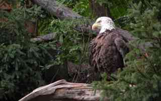 bald eagle on stump