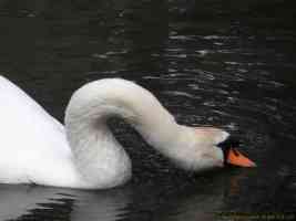 bendy swan neck