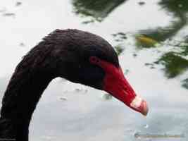 black swan with water dripping from beak