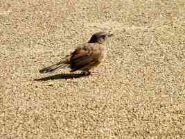 brown dunnock bird