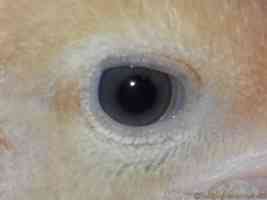 chick eye