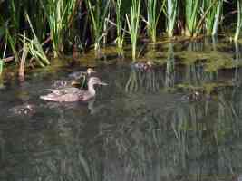 duck and ducklings swimming next to reeds