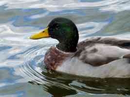 duck close up