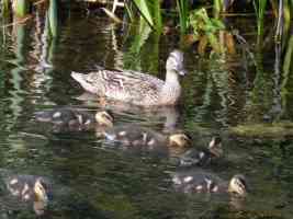 duck swimming with her ducklings