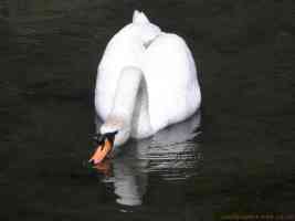 ducking swan
