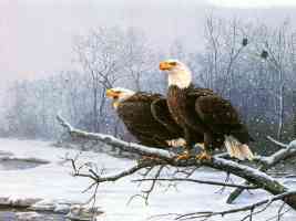 eagle pair near snowy river