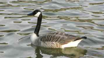 goose on lake