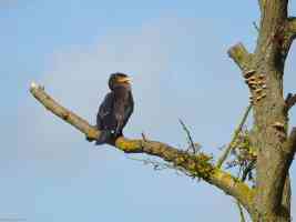 great black cormorant on tree branch