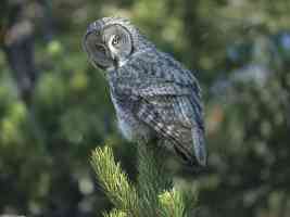 great grey owl in wyoming