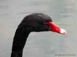 head of black swan