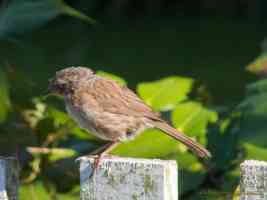 hedge sparrow chick