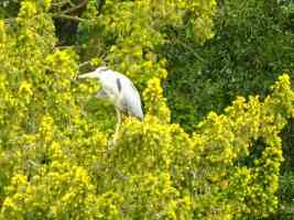 heron in a tree