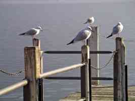 lago di lugano seagulls