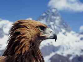 mountain eagle profile