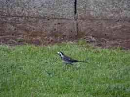 pied wagtail looking around for food