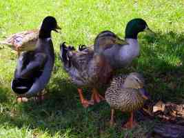 pugbrian parks ducks