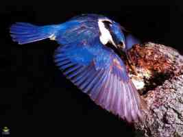 sacred kingfisher feeding her young