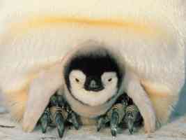 safe harbor emperor penguins weddell sea antarctica