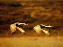 sandhill cranes in flight in new mexico