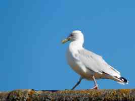 seagull walking