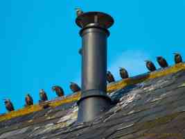 starling atop a metal chimney