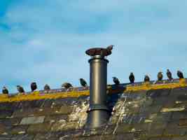 starlings and metal chimney
