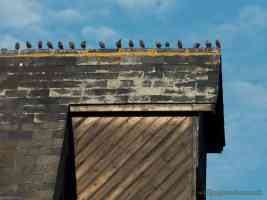 starlings lined up on the roof