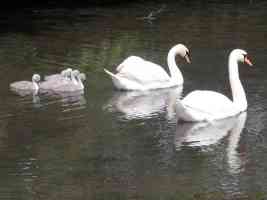 swans and their baby chicks