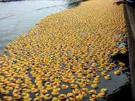 thousands of rubber duckies