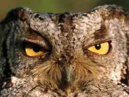 western screech owl montana