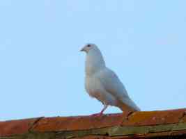 white dove on roof