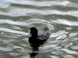 young coot