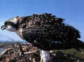 young osprey