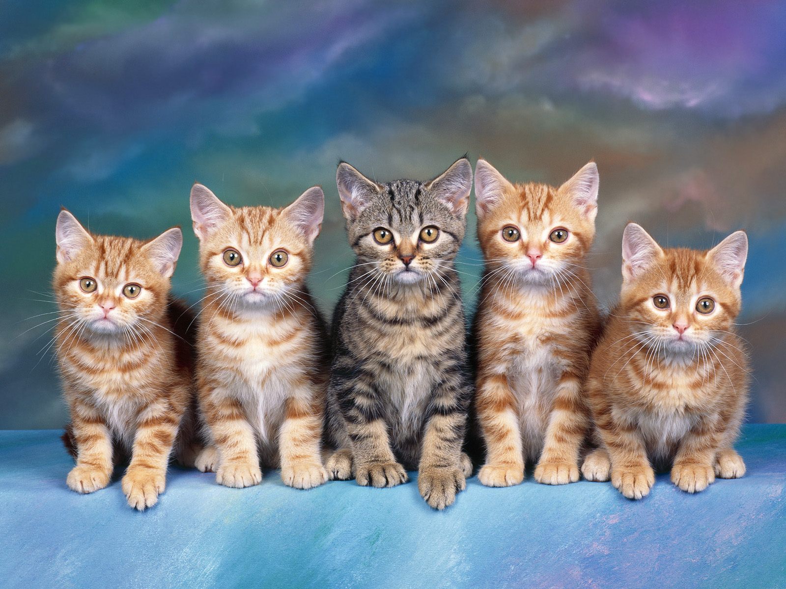 Tabby Kittens - Cats Wallpaper