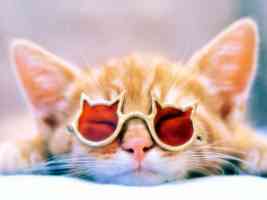 kitten wearing sunglasses