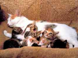 litter of kittens with mum