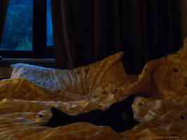 sleeping kittens in bedroom