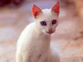 white cat with different colored eyes