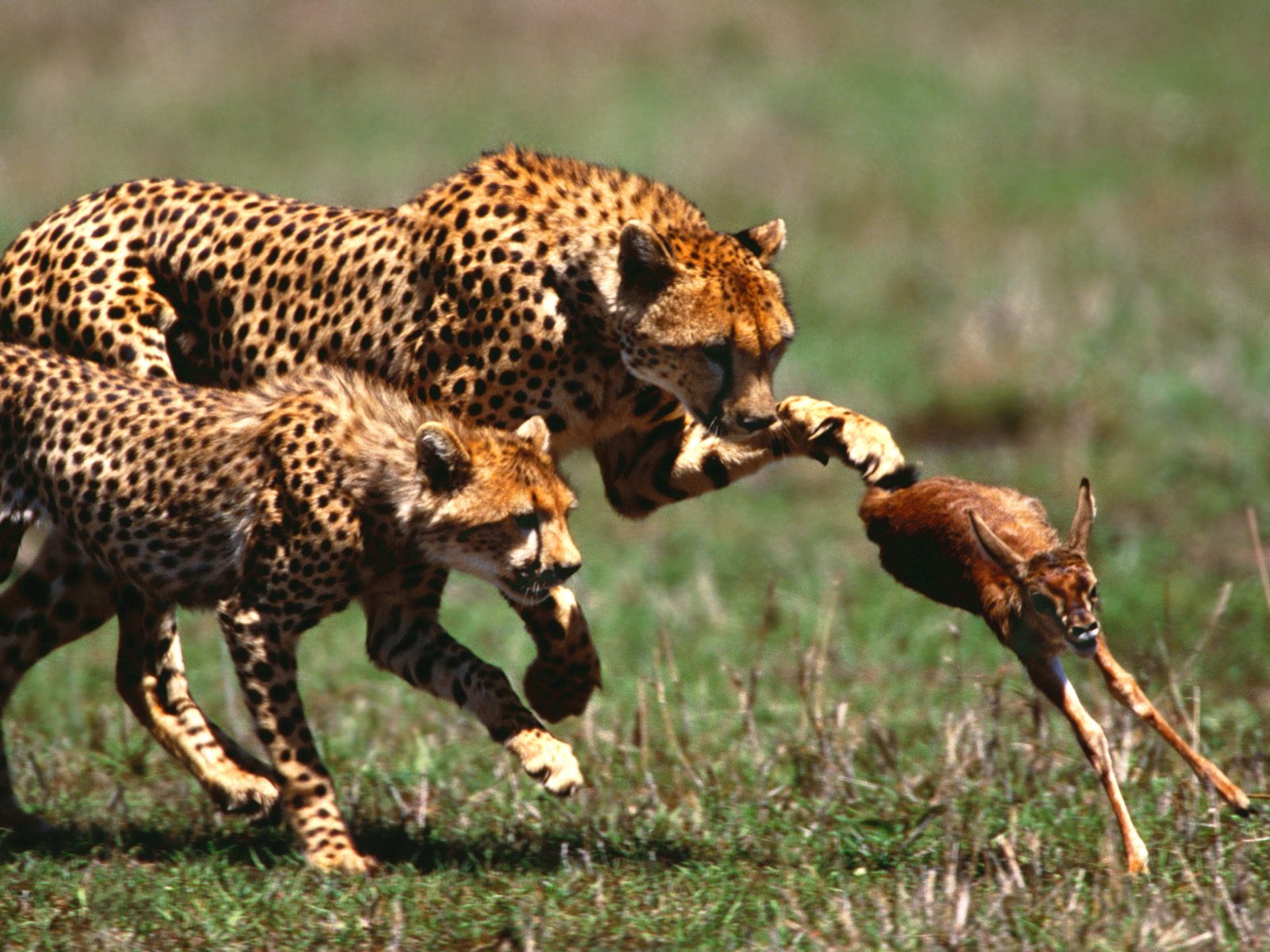 Gazelle And Cheetah