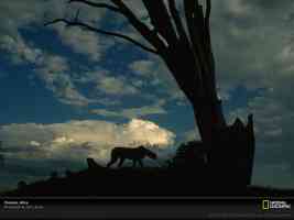Silhouette of African Cheetahs Africa 1999